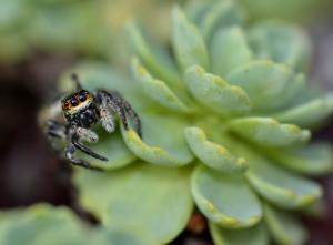 Les piquants et apparentés du jardinet Mini_611664DSC2077