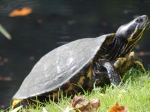 Les tortues du jardin botanique de Tours Mini_616786DSCN0449