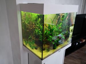 juwel - Fluval Roma 240 hi-tech et Juwel Lido 120 low tech Mini_63125520150416190851