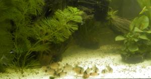 Ménagerie, plus de 3.000L d'aquariums Mini_637876CorydorasPanda0011