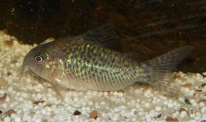 10 - Ménagerie, plus de 3.000L d'aquariums Mini_667525CorydorasSodalis0002