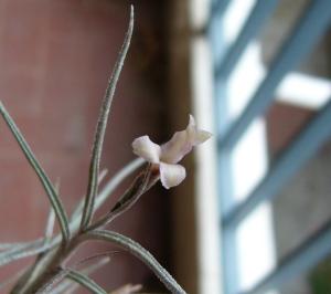 Tillandsia Mallemontii x Usneoides Mini_697865P1040672