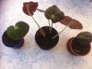 Mes boutures d'erythrophylla et rex Mini_70241320120623144817