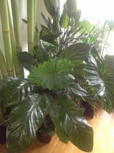 Mes plantes exotiques et tropicales Mini_726623photo2