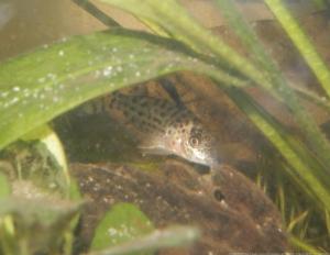 27 - Ménagerie, plus de 3.000L d'aquariums Mini_756204CorydorasAgassizii0004