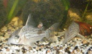 27 - Ménagerie, plus de 3.000L d'aquariums Mini_770988CorydorasSchwartzi0003