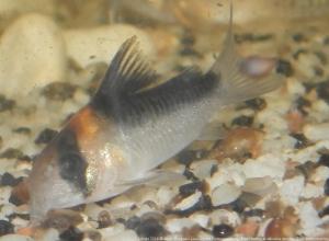 quels poissons Mini_771744CorydorasAdolfoi0001