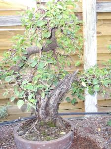 Prunus mahaleb No 2 Mini_778394DSC00571