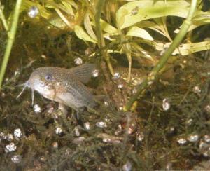 Ménagerie, plus de 3.000L d'aquariums - Page 2 Mini_789554CorydorasSimilis0076