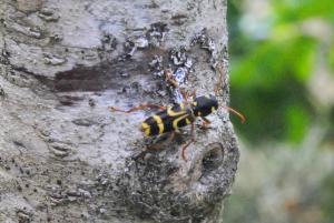 [Xylotrechus arvicola] Un visiteur Mini_807830DSC0589