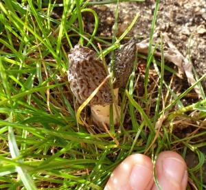 Morilles ou pas morilles ? Mini_856034P1010058