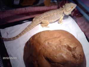 Mon pogona ne mange plus !!! - Page 3 Mini_862659IMAG0866