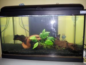 Nouveau 60L planté Mini_90088820130515192320