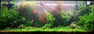 200l planté Mini_916120201308041838321