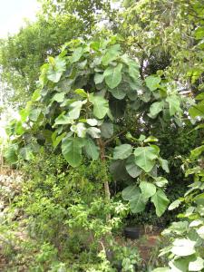 Ficus petiolaris Mini_917049P1192001