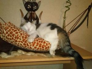 ALFA(chaton mâle angora tigré et blanc) Mini_918502CAM00115