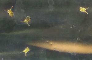 Découverte de petites bêtes dans mon aquarium planté  Mini_940381IMG20180102183137