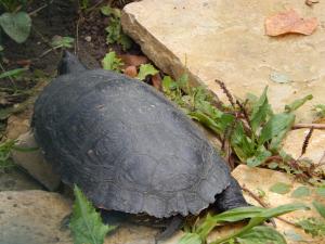 Les tortues du jardin botanique de Tours Mini_955513DSCN0426