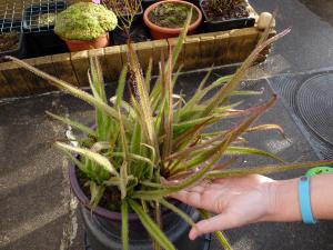 Un Drosera regia de folie! Mini_987637P1480093