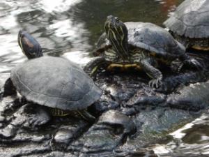 Les tortues du jardin botanique de Tours Mini_999408DSCN0437