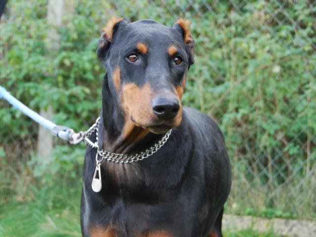 ELITE (doberman) - Page 2 764690CSC_0287