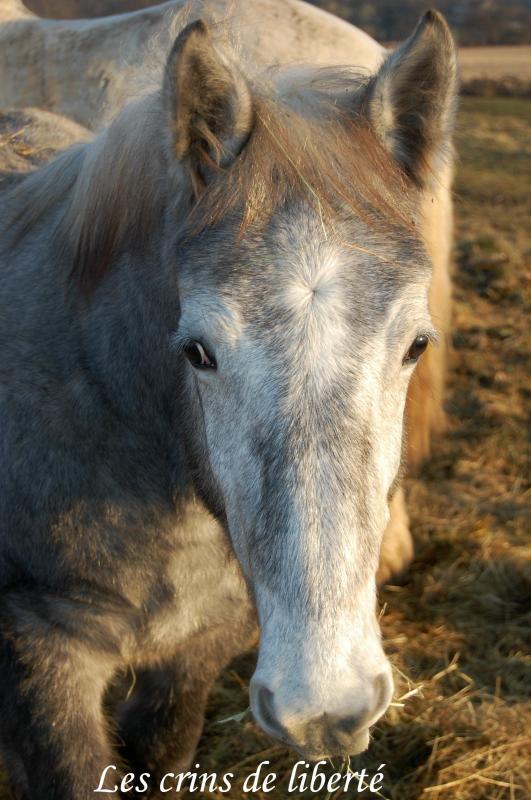 Ulk de parret, percheron sauvé par koala83 ! (2009) 781831DSC_0053_0001