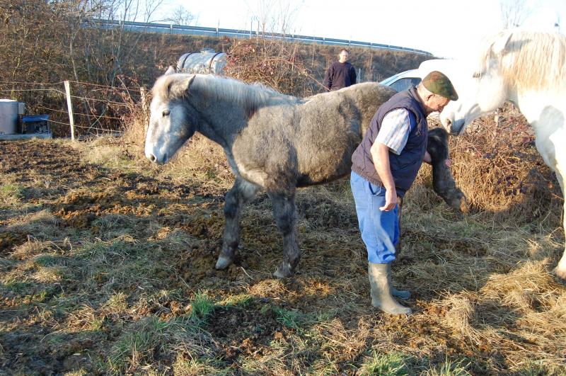 Ulk de parret, percheron sauvé par koala83 ! (2009) 833653DSC_0055_0001