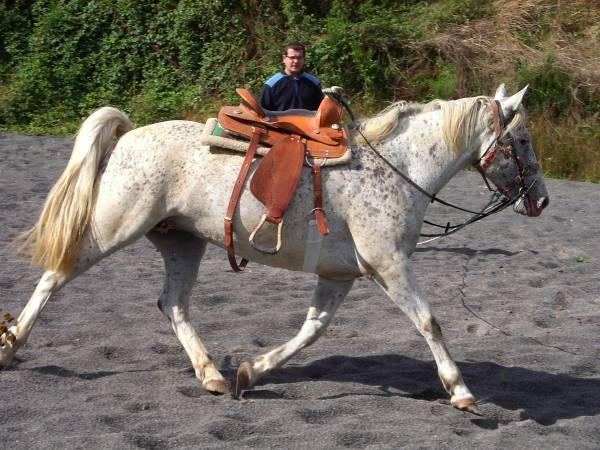 2 bons chevaux de rando ... 918508IMG_7134