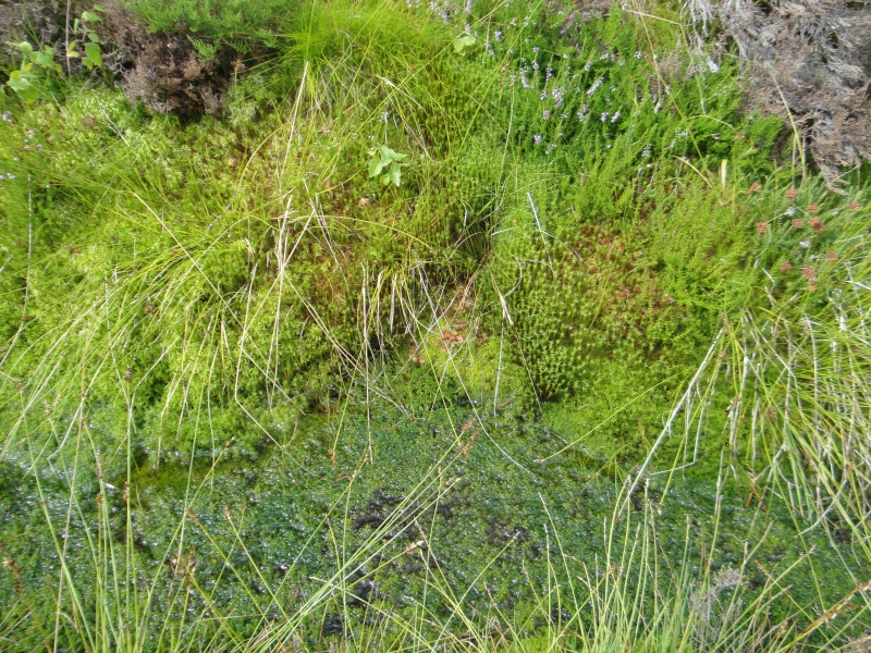 Quelques D. rotundifolia in situ en Norvège 111424DSC09664