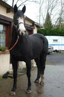 [PLACEE RENAUD] OCEANE La déesse noire qui se prend pour un irish cob 113973OCEANE6