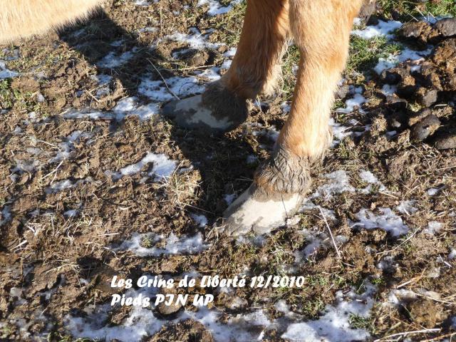 [19] Valiant (SF x Anglo Arabe) et Pin Up (Fjord x Haflinger) délais imprécis 115917Pinup3