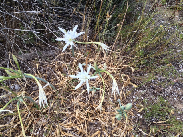 flore du littoral : plages, dunes, vases et rochers maritimes 115994IMG0431