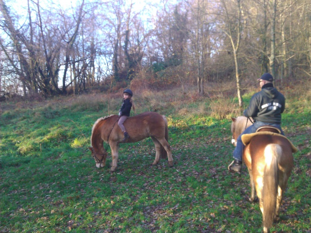 Promenade d'hiver des haflingers! 119064WP000845