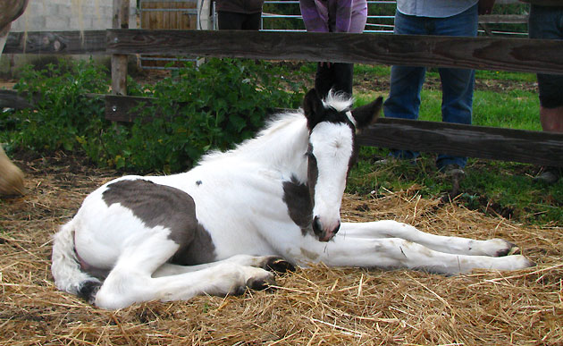 11 - 26 IC... Blodwen : Gleann x Chance Photos P2 119992IMG9533