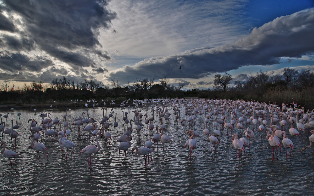 [tiotiti] Animaux de Camargue - Page 10 120981DSC2971