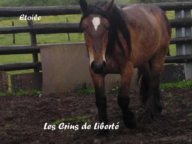 (Dept19) ETOILE, Trait Percheron Breton, réservée par Juliane !!!!! Partie *** 121741Etoile