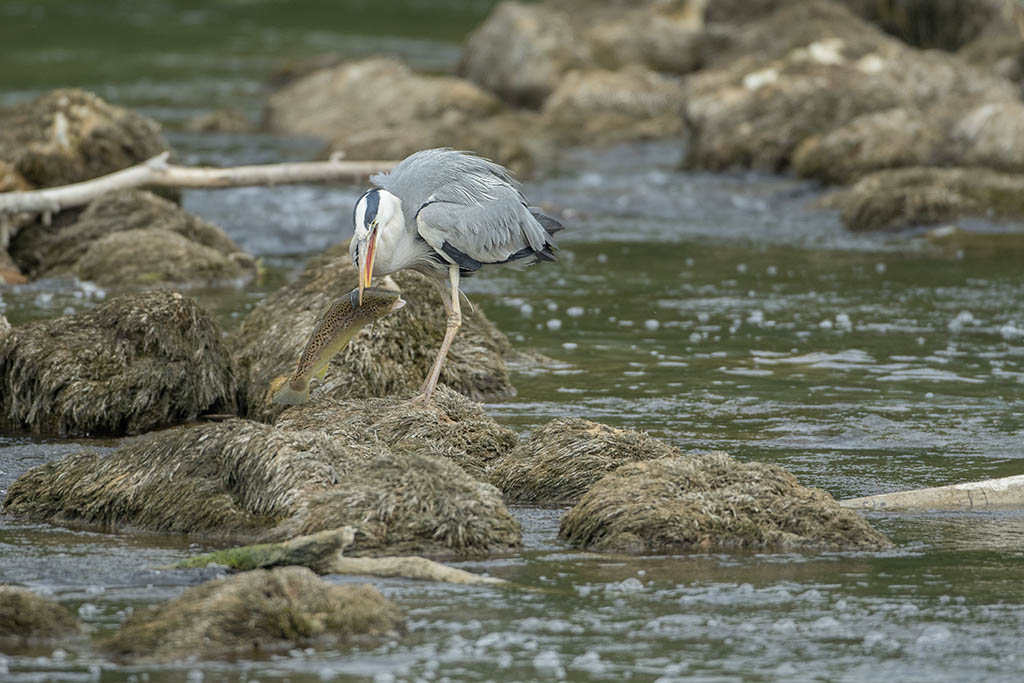 Héron à la pêche + suite et fin 1219029X2A6888