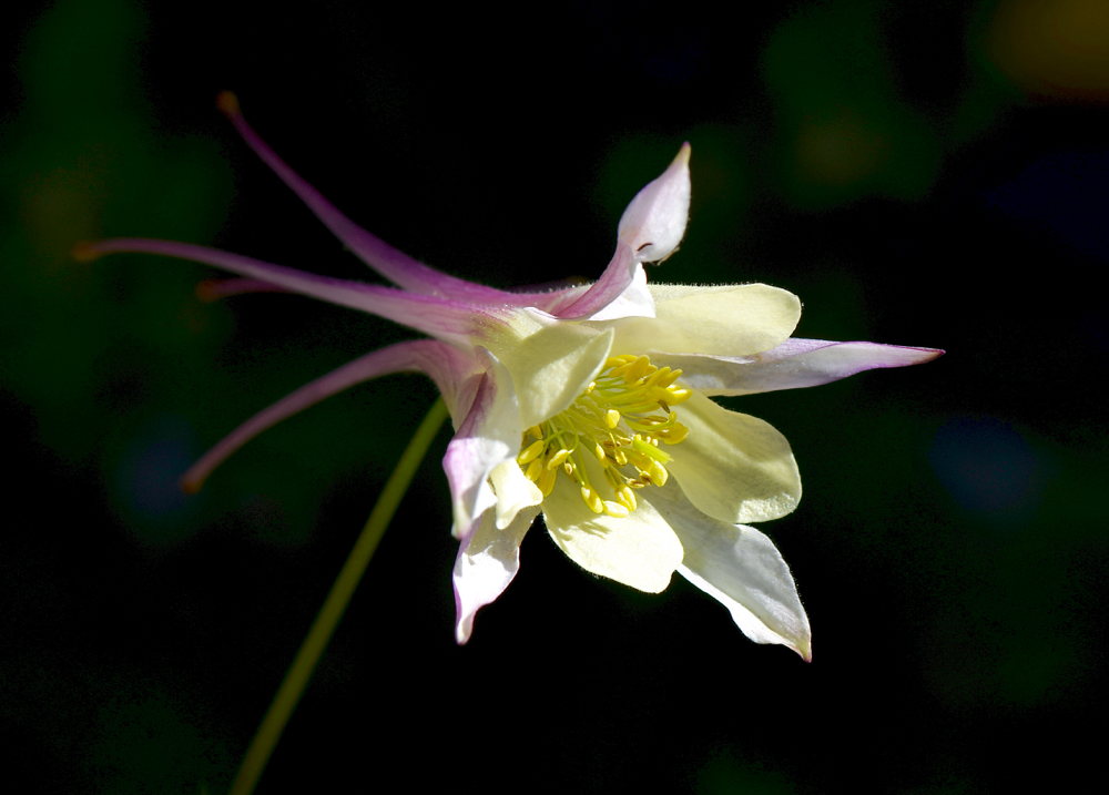 Thème d'Aout 2016 " FLORE SAUVAGE DANS LA LUMIÈRE " - Page 2 122111DSC0027