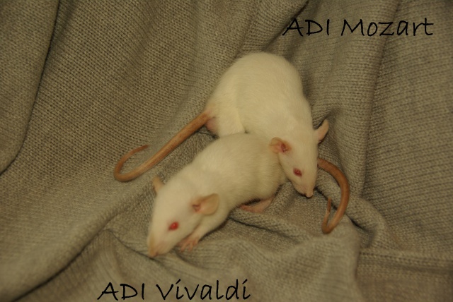 ADI Fidji et RDS Edelweiss xXx ADI Yoru (suite) 123126VivaldiMozart4