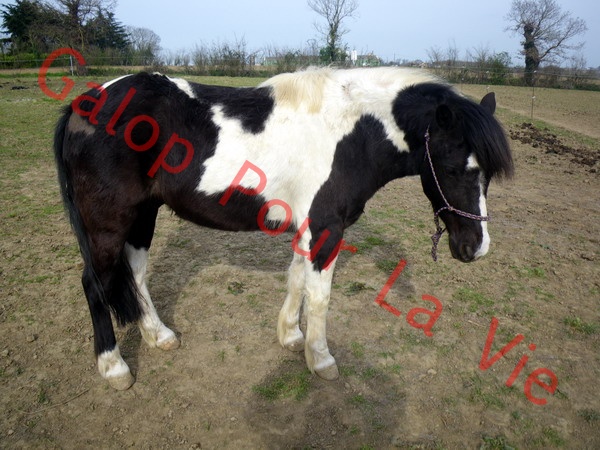 LOONY -  ONC poney né en 2001 - Adopté en juin 2011 par Carole 123701IMGP8158