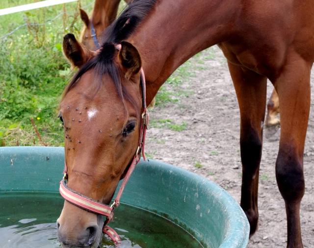 [PLACE ERIC]  ESTEBAN  Tendresse et zénitude au RDV... 123883esteban8