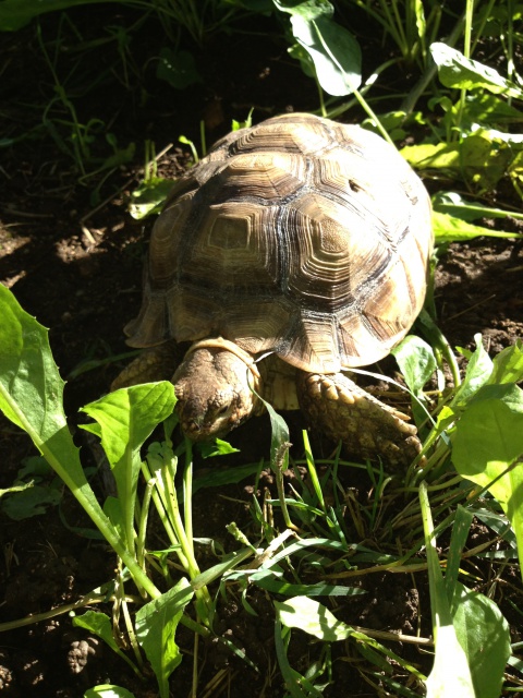 Des photos de mes tropicales de sortie aujourd'hui 124297IMG7562