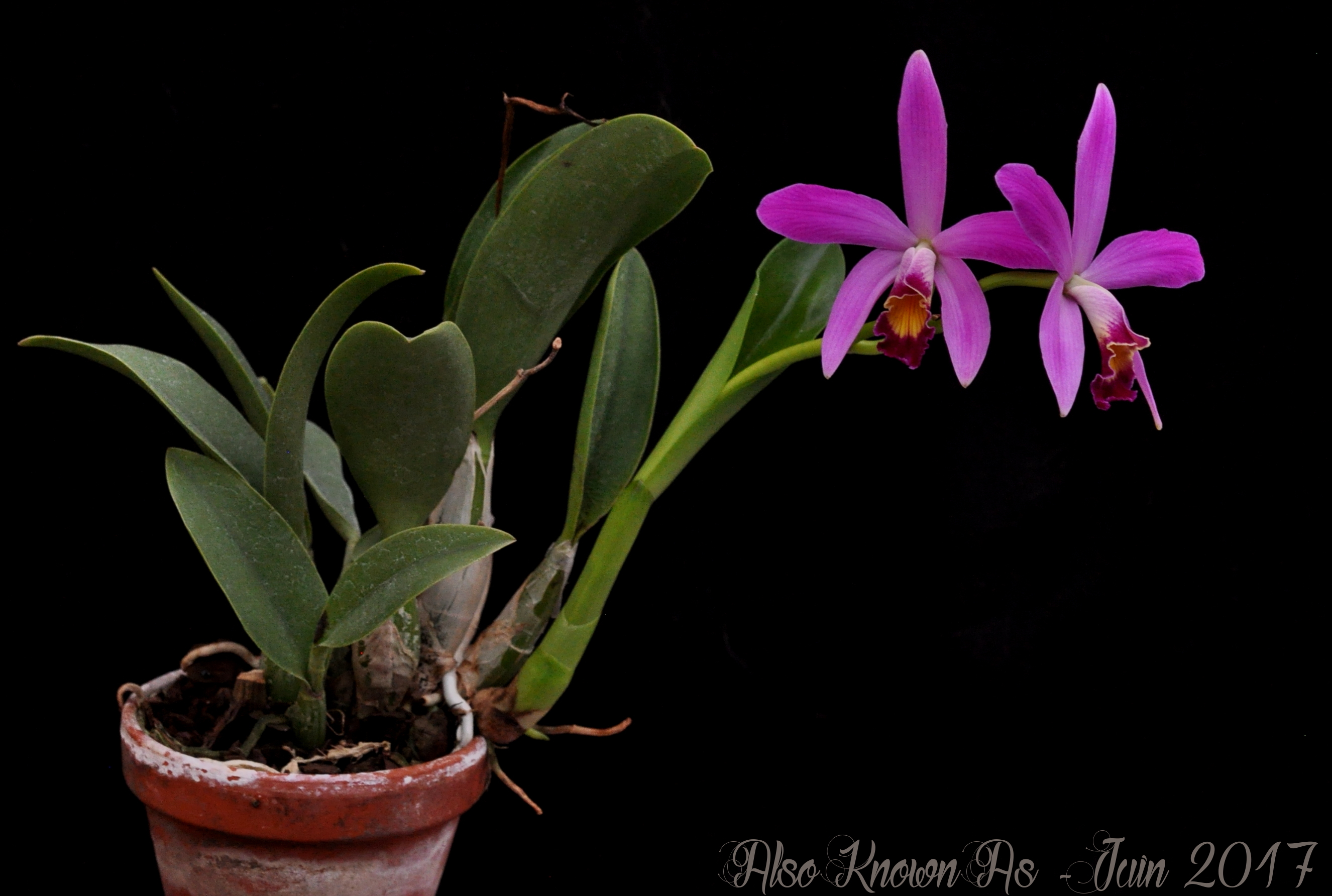 Cattleya (Love Knot x violacea) x longipes - Page 2 124516violaceaxlucaxchplusquoi