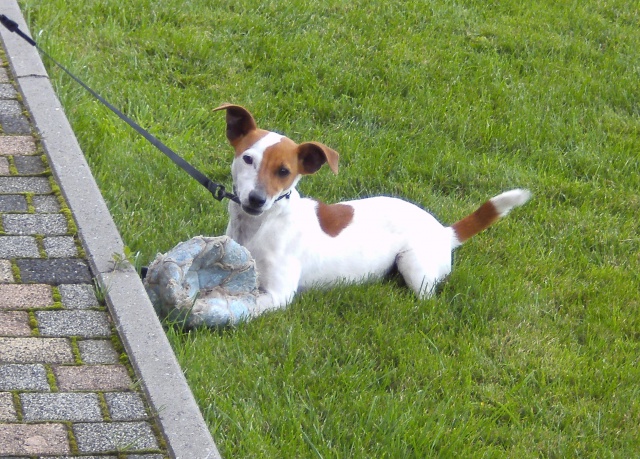 Luna Jack Russel d'un an à céder 124896PICT0809