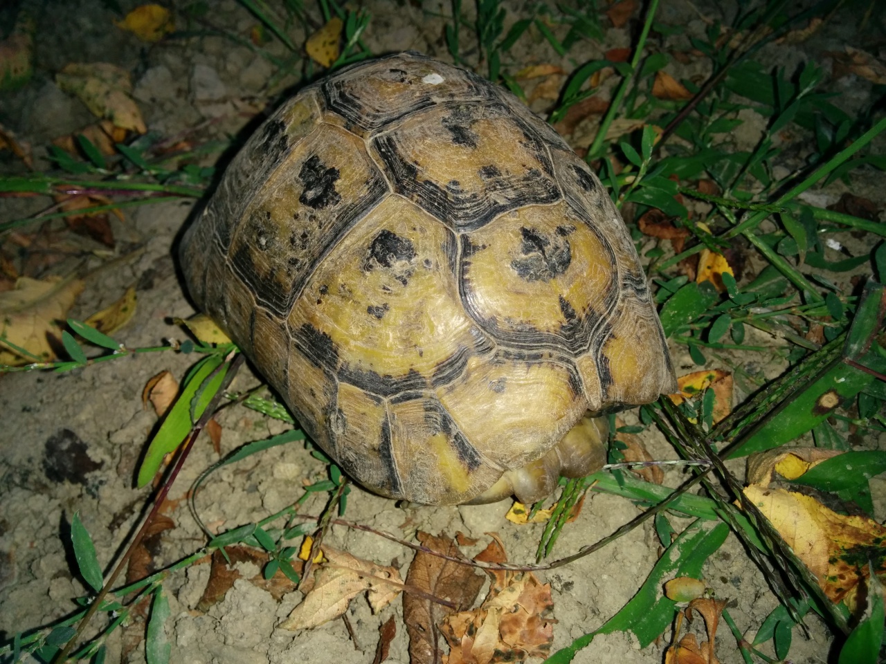 identifier tortue trouvée 124981IMG20140819203003