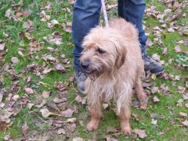 SISKA - x griffon fauve de bretagne 3 ans - Spa de Poitiers (86) 125662747fSiska4