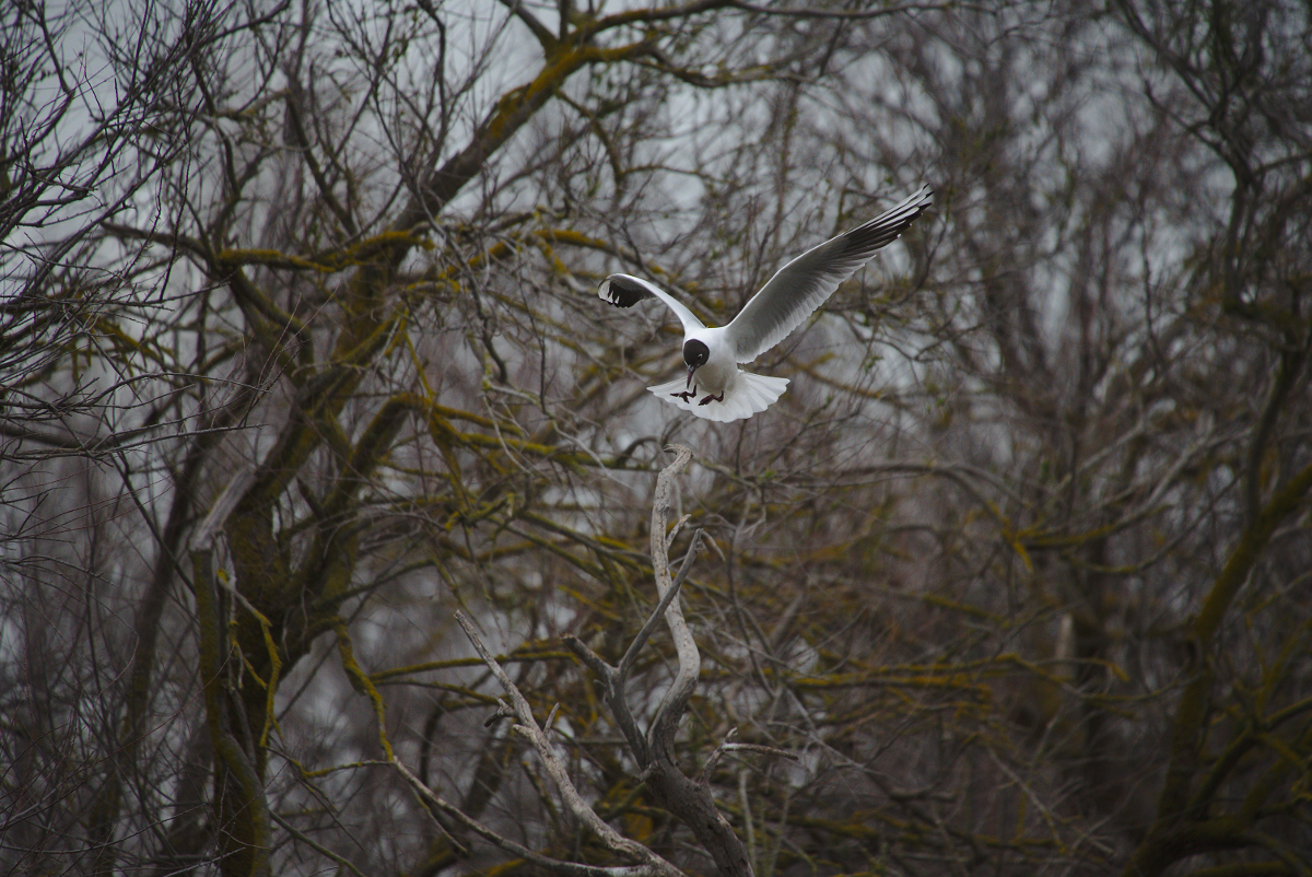 [tiotiti] Animaux de Camargue - Page 10 126205DSC2433