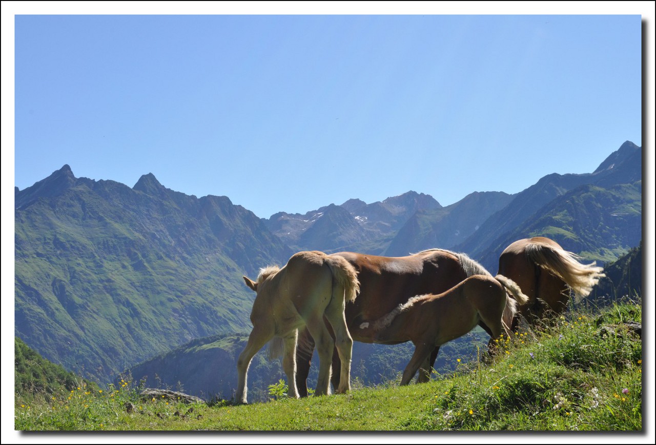 Une vie pyrénéenne de labrit des pyrénées - Page 6 126808her0159