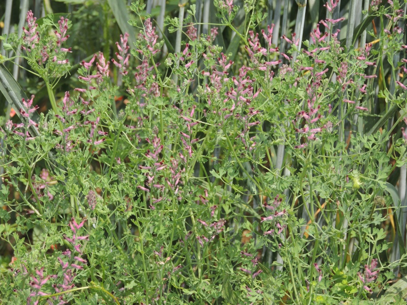 Fumeterre officinale 126831DSCN4605