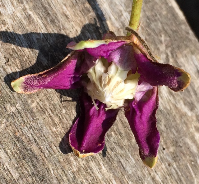 Pentagonanthus grandiflorus ssp. glabrescens 126846pantagonanthusgrandiflorus